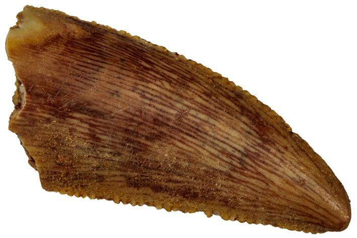 Serrated, Raptor Tooth - Real Dinosaur Tooth #296720